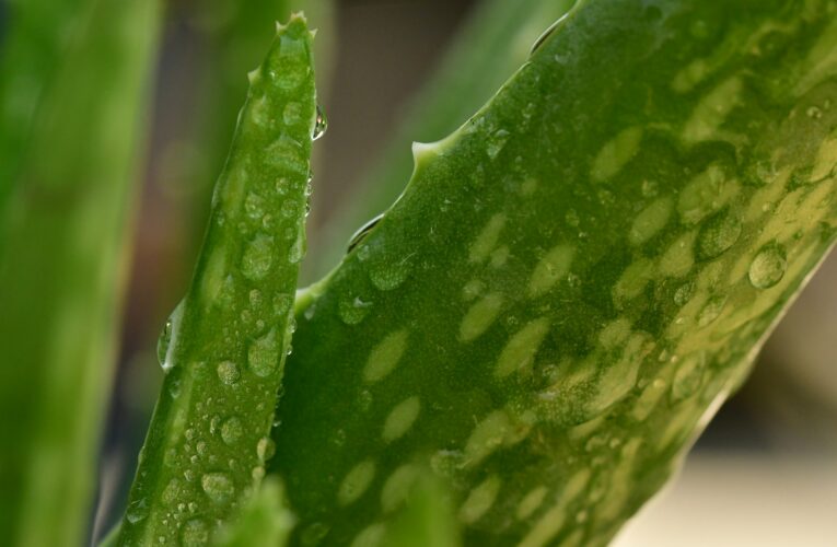 Aloe Vera til huden: Naturens mirakelplante