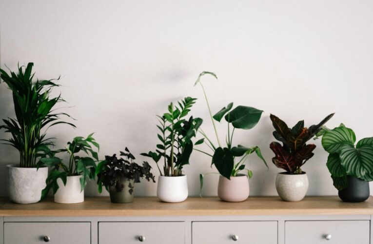 Plantekasser: Perfekt Miljø for Dine Planter med Plantelys
